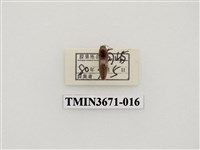 藏品(叩頭蟲(2))的圖片